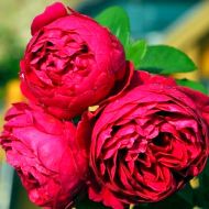 Троянда чайно-гібридна Аскот